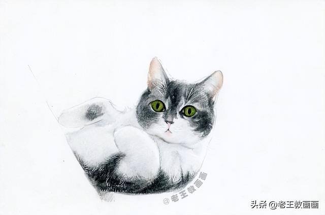 猫咪怎么画才好看又可爱（彩铅猫咪，看似不言不语，实则一直给你最长情的陪伴）