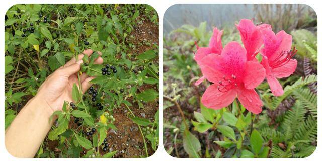 农村常见中草药300种（春天吃什么野菜？）
