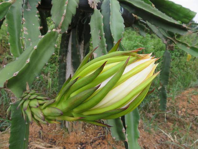 农村常见中草药300种（春天吃什么野菜？）