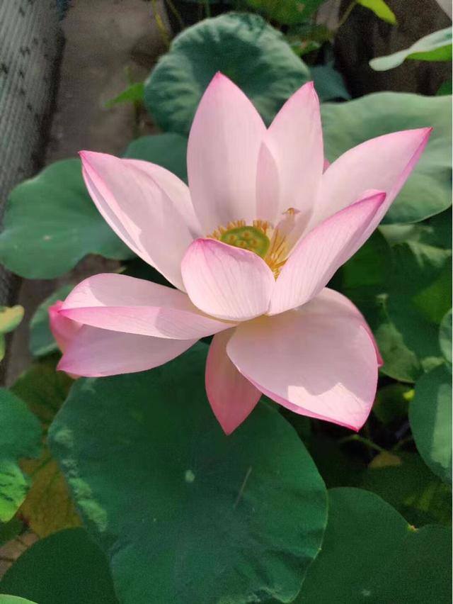 家里养什么花好 旺财 风水（这6种“富贵花”，寓意吉祥，富贵招财！）