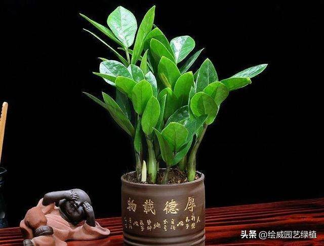 特别容易发财的名字（这8种植物，摆在家里能旺财！）