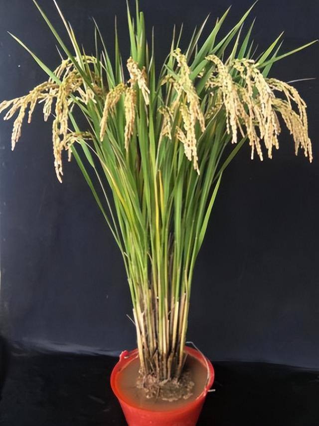 零投资种植项目（云南多年生稻技术）