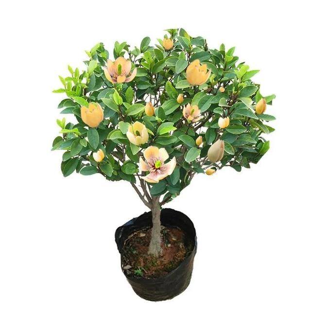 庭院花卉种植品种（最香的几种花卉植物）