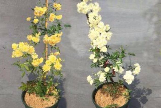 木香花的种植养护方法（买3一5年的木香花当年能开花吗？）