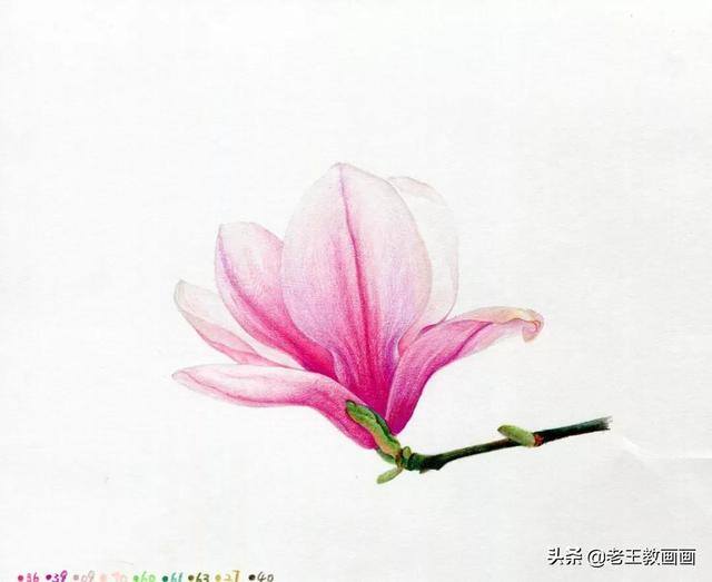 好看的花怎么画（玉兰花（完成稿及使用色号））