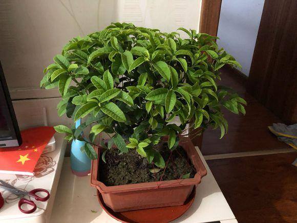 桂花树适合种在家里什么位置（冬天在室内如何养好桂花？）
