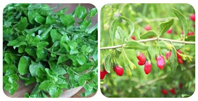 农村常见中草药300种（春天吃什么野菜？）