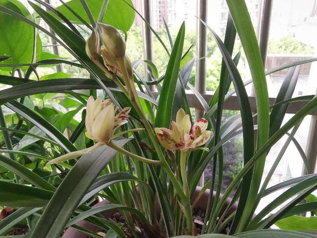 最好养的10种兰花（适合新手养的建兰品种有哪些？）
