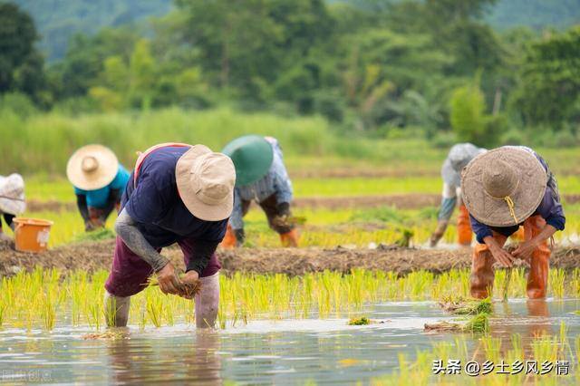 如何在农村致富（农村青年种植平菇，一年收入4.5万元）