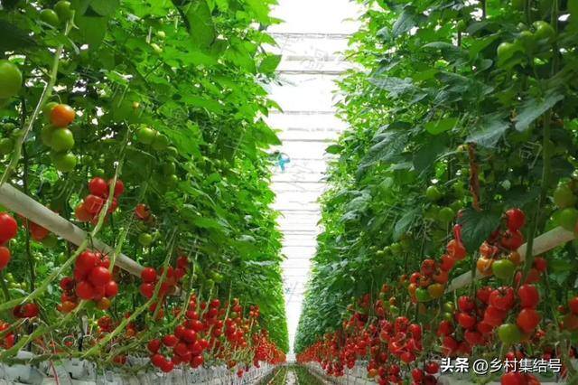 新型农业项目有哪些（新型农业种植技术）