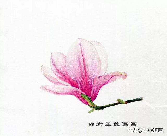 好看的花怎么画（玉兰花（完成稿及使用色号））
