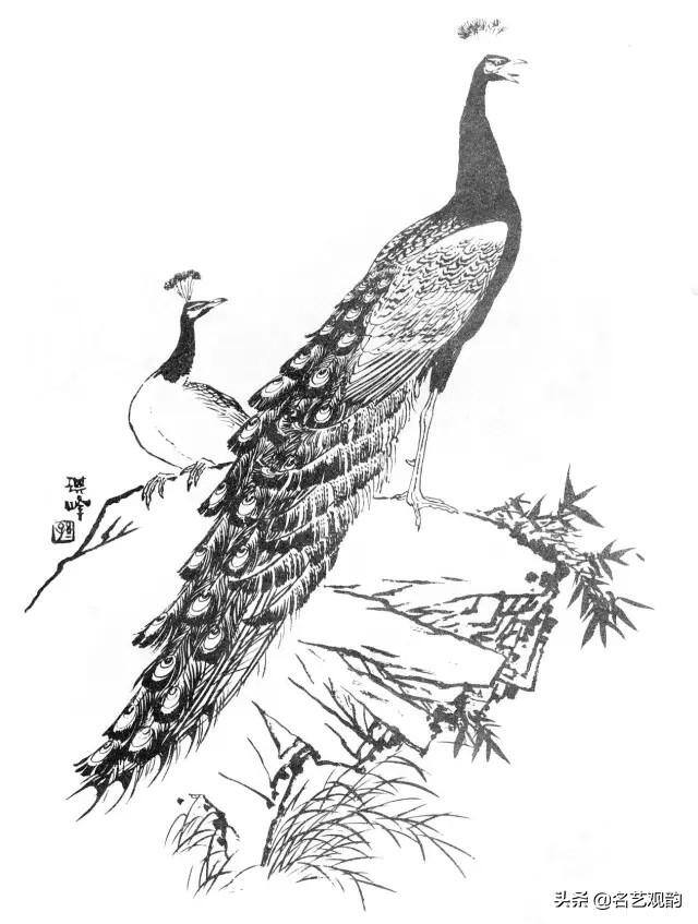 孔雀怎么画简单又漂亮（《花鸟画谱》之孔雀的画法）
