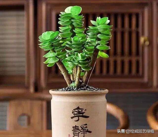 特别容易发财的名字（这8种植物，摆在家里能旺财！）