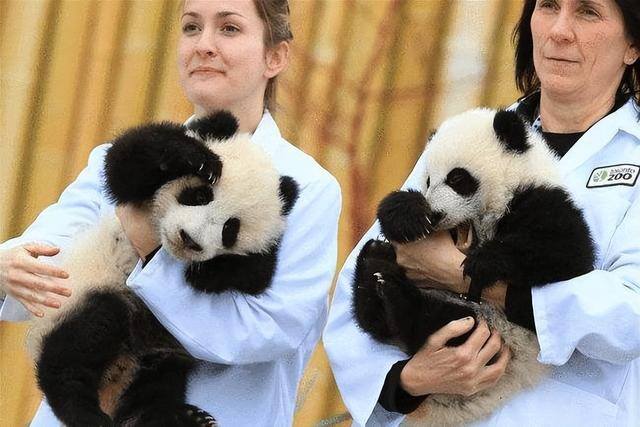 熊猫多少钱（德国柏林动物园的大熊猫）