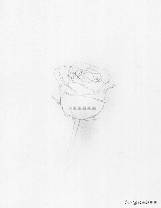 玫瑰怎么画才好看（彩铅玫瑰花（范画原稿展示））