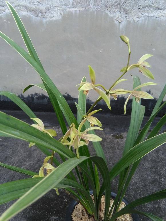 最好养的10种兰花（适合新手养的建兰品种有哪些？）