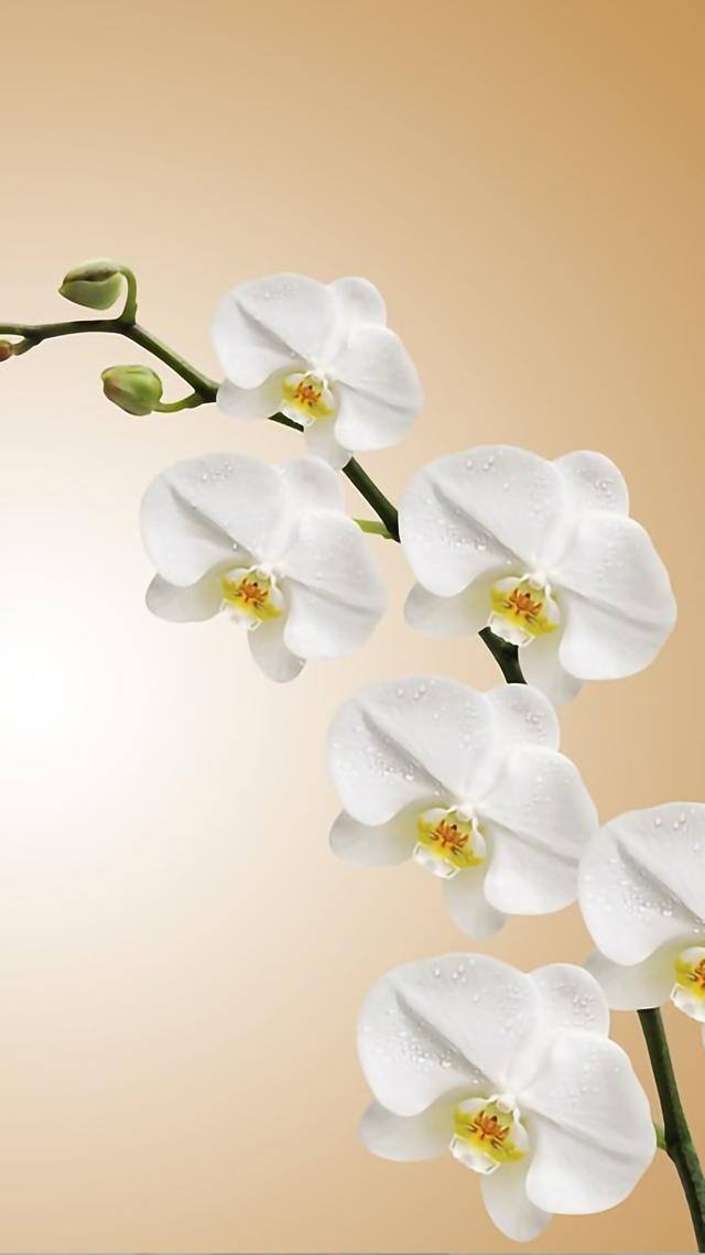 手机壁纸花（植物及花卉清新美图）
