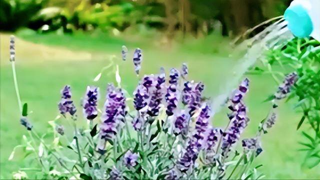 手工小制作简单方便（如何自制喷壶浇菜？）