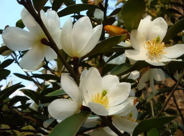 庭院花卉种植品种（最香的几种花卉植物）