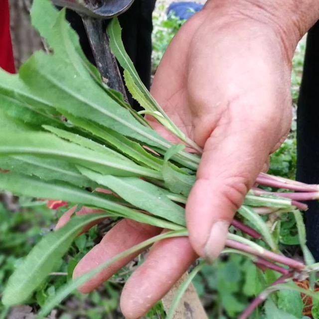 农村常见中草药300种（春天吃什么野菜？）