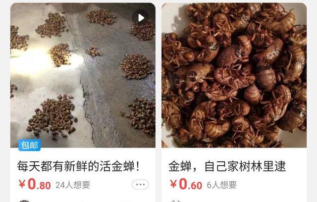 金蝉养殖为什么不挣钱（金蝉养殖可行吗？）