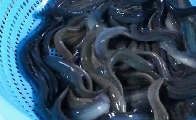 在家养泥鳅应该喂什么（泥鳅这样做太好吃了：鲜香无腥味，营养又简单）