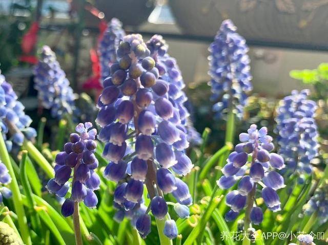 发财树摆放在家里什么位置好（家里养这几种植物，不仅能养花，还能聚财！）