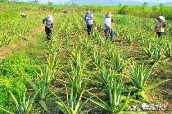 致富经一亩地赚60万（《致富经》的花式取名，巧设悬念，堪称标题党祖师级别）