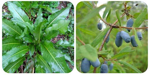 农村常见中草药300种（春天吃什么野菜？）