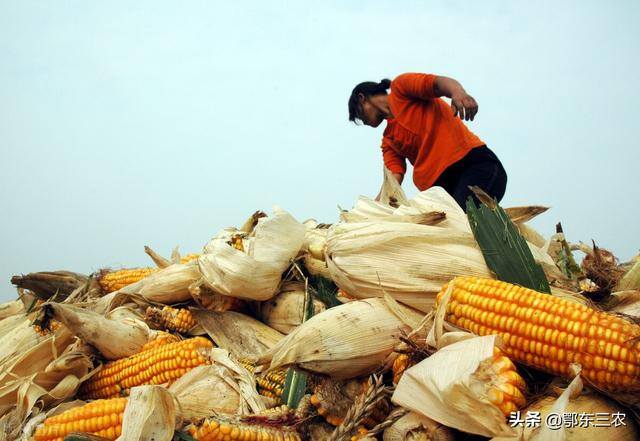 50亩地种玉米一年能挣多少（农村小伙去年在家种玉米，一年收入比打工强很多）
