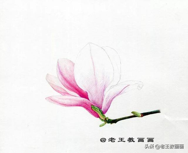好看的花怎么画（玉兰花（完成稿及使用色号））