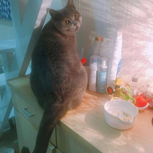 养猫麻烦吗（为什么有些人喜欢养猫？）