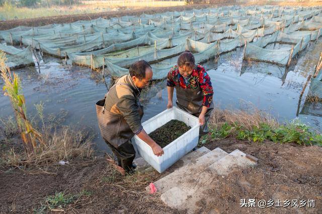 水蛭的养殖技术（水蛭的养殖技术）