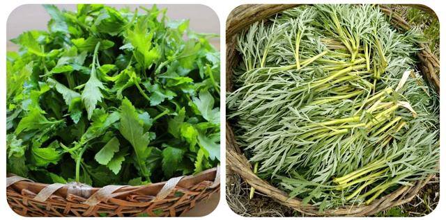 农村常见中草药300种（春天吃什么野菜？）