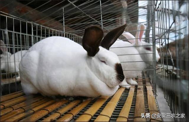 养兔子赚钱吗利润高吗（为什么养殖兔子的人越来越少了？）