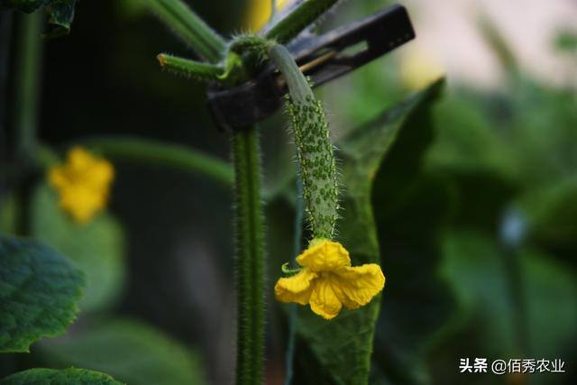种植蔬菜大棚能挣钱吗（农民种植大棚蔬菜不赚钱，为啥还有那么多农民争相进入？）