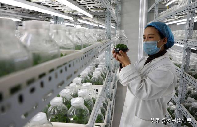 新型农业项目有哪些（新型农业种植技术）