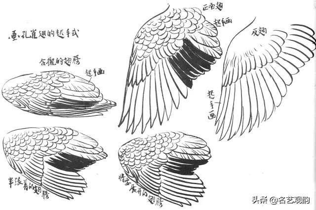 孔雀怎么画简单又漂亮（《花鸟画谱》之孔雀的画法）