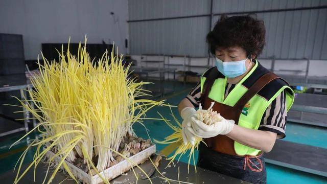 反季节蔬菜大棚种什么最挣钱（山东农民种蒜黄，一个大棚500多平方米，一斤5元你愿意干吗？）