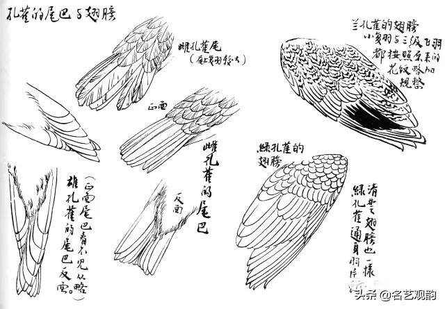 孔雀怎么画简单又漂亮（《花鸟画谱》之孔雀的画法）