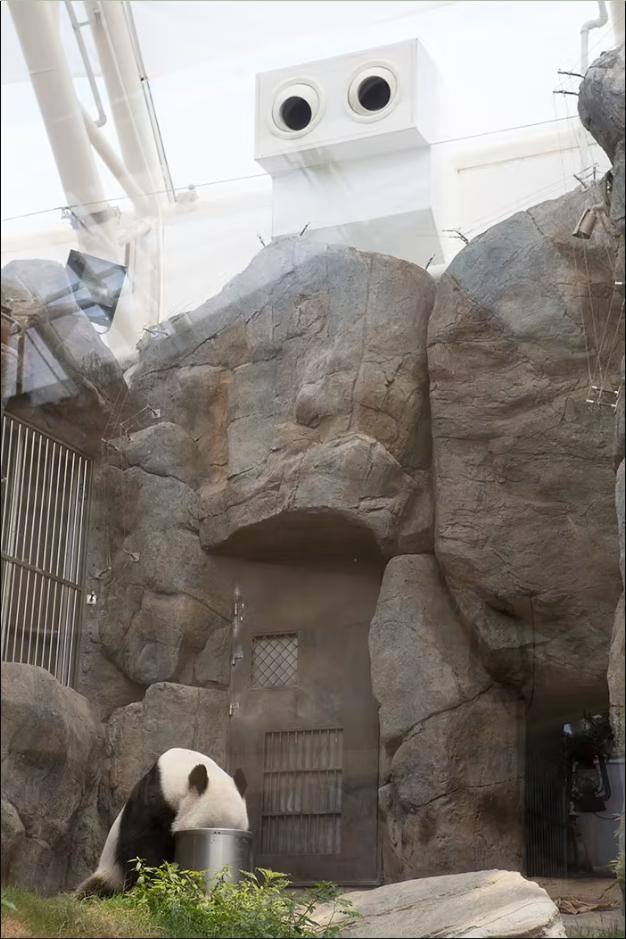 去哪个国家打工最挣钱比较安全（中国租借大熊猫的方式）