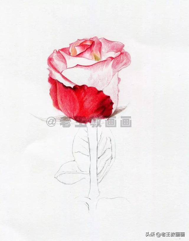 玫瑰花怎么画漂亮又复杂（彩铅教程｜马可·雷诺阿3100油性彩铅48色）