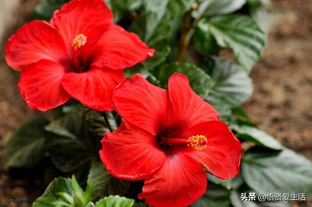 门口外面放什么植物好风水（大门口养什么花比较好？）