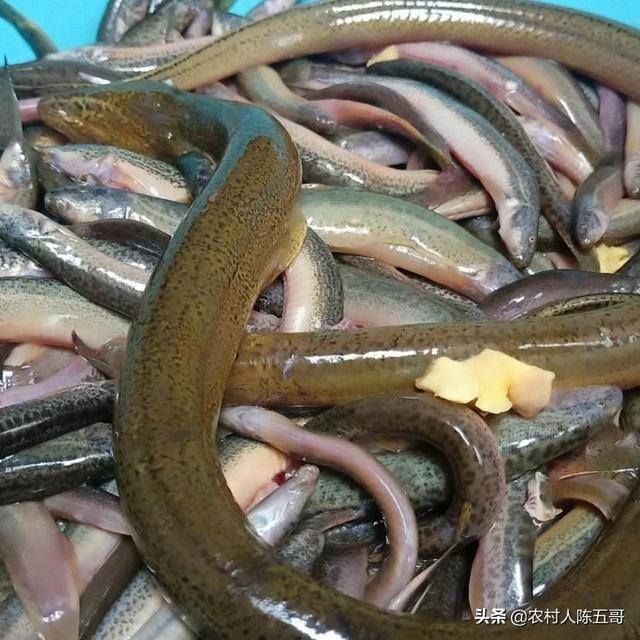 泥鳅的养殖方法和技术（泥鳅的饲养管理技术）