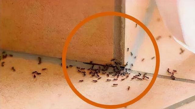 如何消灭家中蚂蚁（家里有蚂蚁怎么办？）