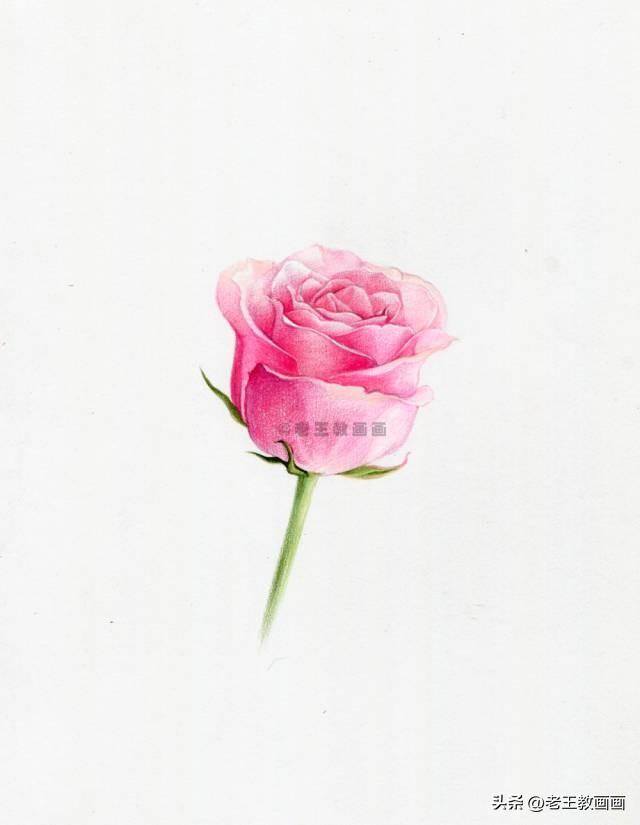 玫瑰怎么画才好看（彩铅玫瑰花（范画原稿展示））