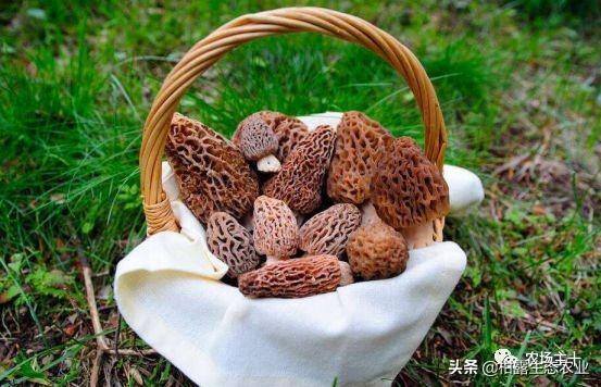 致富经一亩地赚60万（《致富经》的花式取名，巧设悬念，堪称标题党祖师级别）