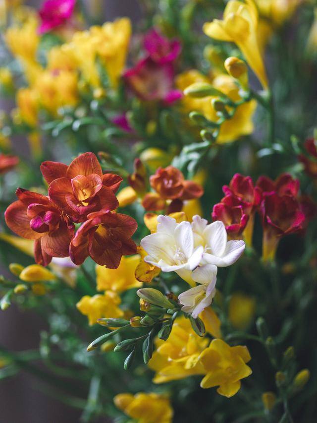 庭院花卉种植品种（最香的几种花卉植物）