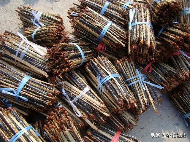 养殖蜈蚣蝎子怎么样（蜈蚣的价格越来越高，一只能卖到3.7元）