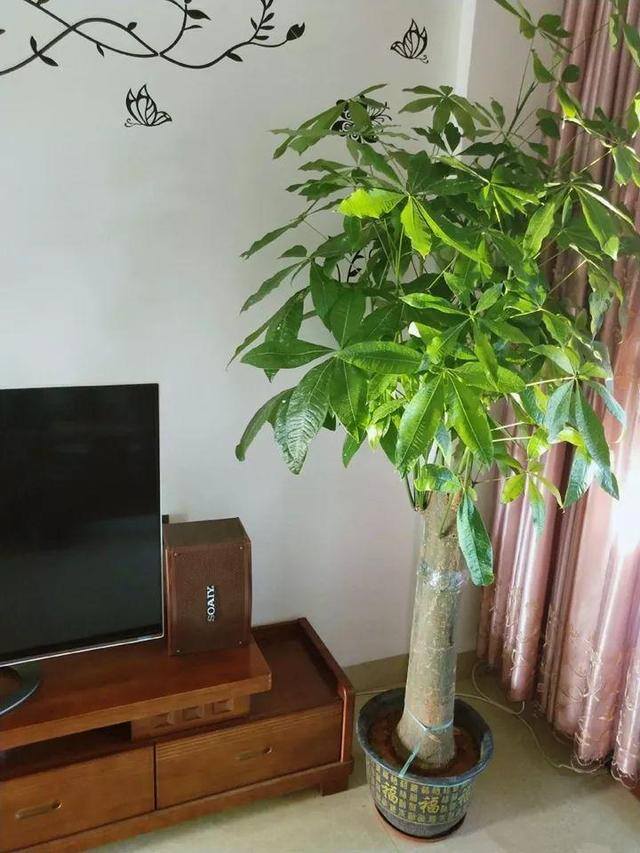 发财树摆放在家里什么位置好（家里养这几种植物，不仅能养花，还能聚财！）